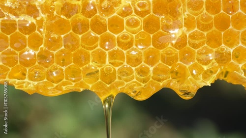 Honey dripping from honey comb on nature background, close up. Fresh honey dripping from the honeycombs. Healthy food concept and diet