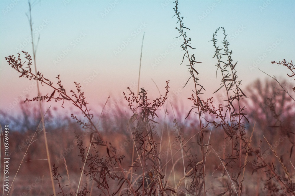 autumn herbs on cold winter sunset landscape background autumn herbs on cold winter sunset landscape background