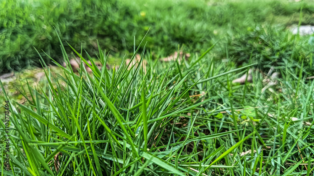 A detailed close-up image of vibrant green grass under natural sunlight, showcasing its fresh texture and lively appearance. A detailed close-up image of vibrant green grass under natural sunlight, showcasing its fresh texture and lively appearance.