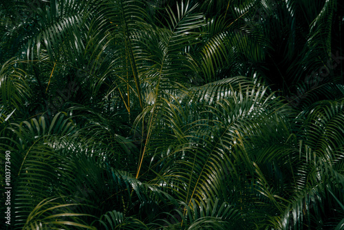 Wallpaper Mural fern leaf in the forest Torontodigital.ca