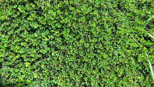 A detailed close-up image of vibrant green grass under natural sunlight, showcasing its fresh texture and lively appearance.