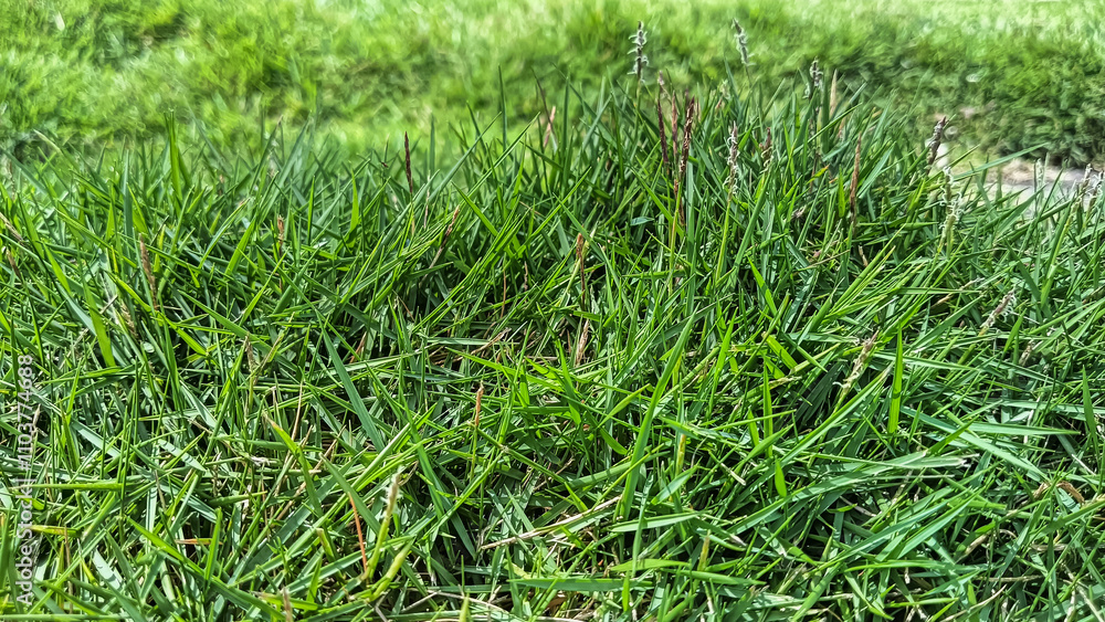 A detailed close-up image of vibrant green grass under natural sunlight, showcasing its fresh texture and lively appearance. A detailed close-up image of vibrant green grass under natural sunlight, showcasing its fresh texture and lively appearance.