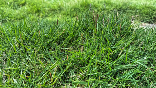 A detailed close-up image of vibrant green grass under natural sunlight, showcasing its fresh texture and lively appearance.