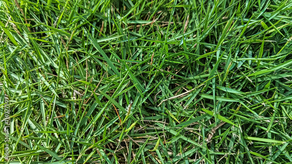 A detailed close-up image of vibrant green grass under natural sunlight, showcasing its fresh texture and lively appearance. A detailed close-up image of vibrant green grass under natural sunlight, showcasing its fresh texture and lively appearance.
