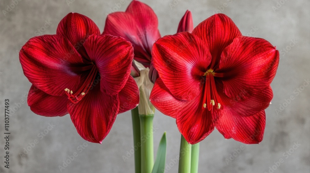 Brilliant red amaryllis blossoming under soft indoor lighting. Brilliant red amaryllis blossoming under soft indoor lighting.