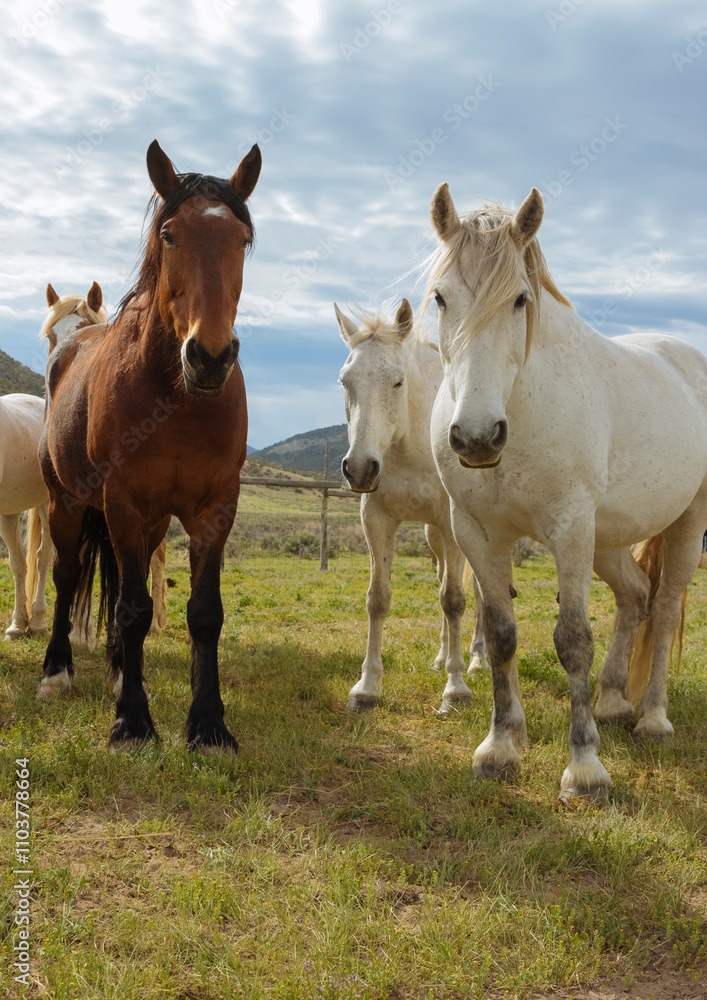 Fototapeta premium ranch horses in the american west