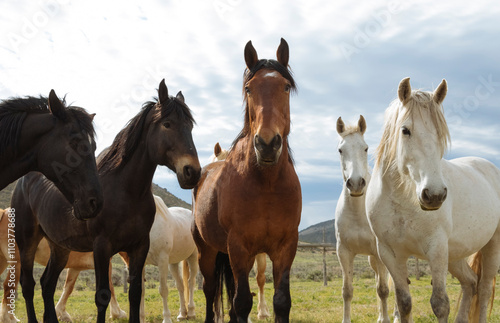 ranch horses in the american west photo