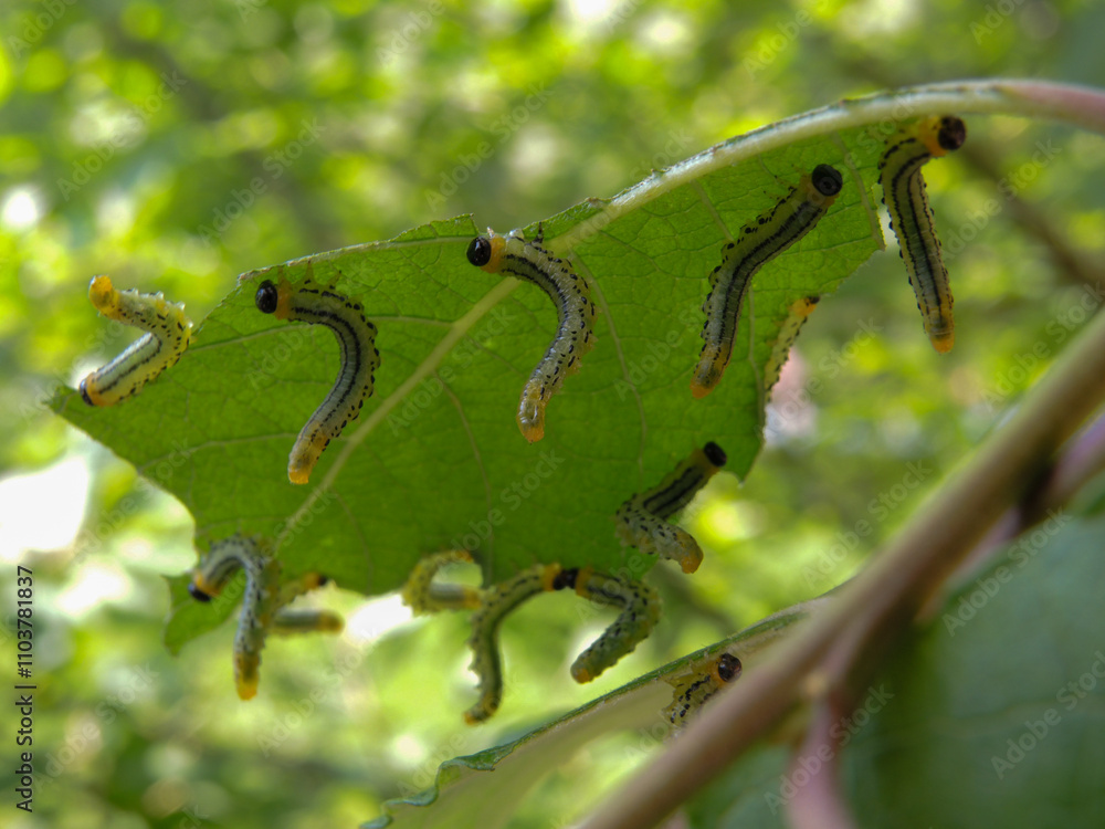 Multiple small green caterpillar munching on a leaf in natural pesticide free organic garden Multiple small green caterpillar munching on a leaf in natural pesticide free organic garden