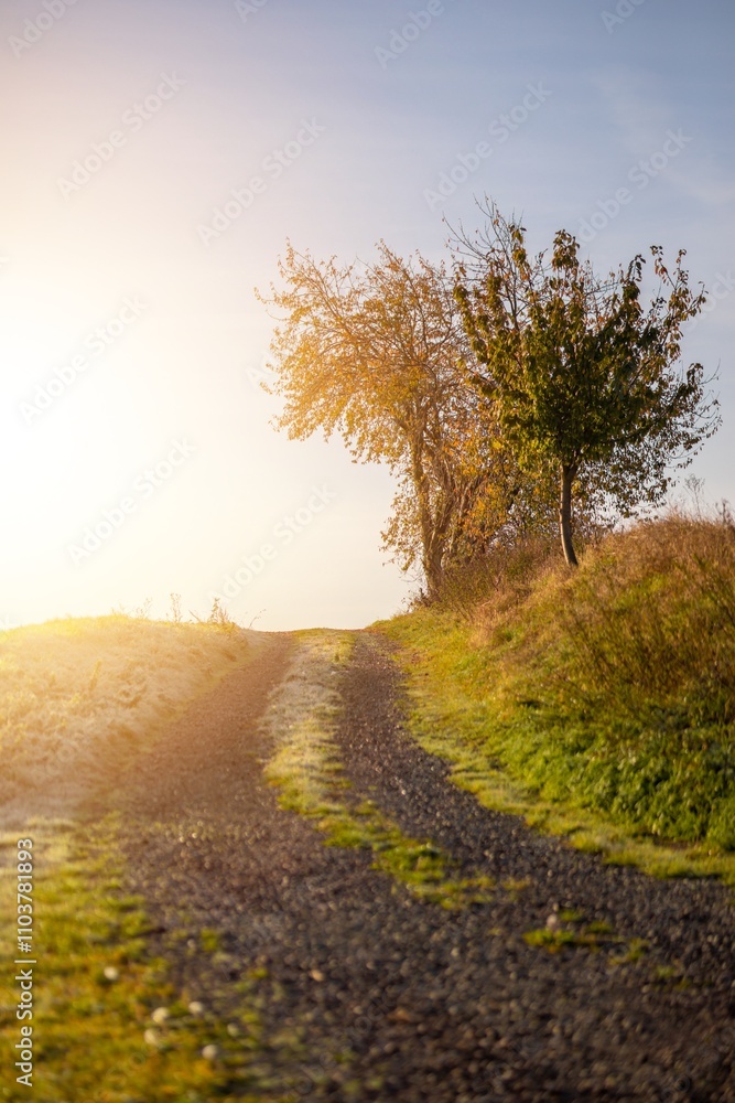 Fototapeta premium Ein Feldweg im Herbst im Sonnenaufgang früh morgens