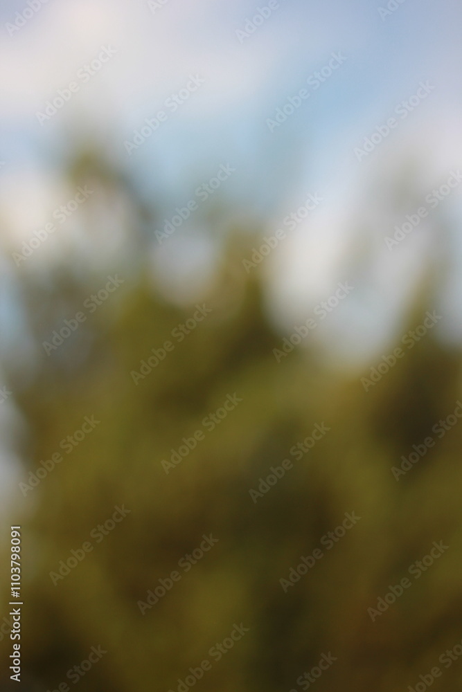 A blurry dreamy view of pine branches against sky A blurry dreamy view of pine branches against sky