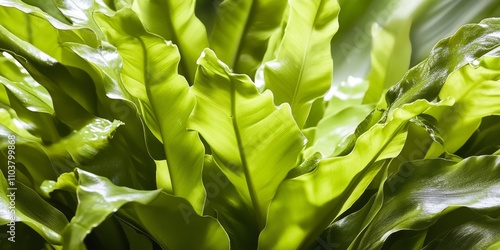 Lush and vibrant Bird s Nest Fern displays the unique characteristics of the Asplenium nidus variety, making it an eye catching addition to any collection of indoor plants or botanical imagery. photo