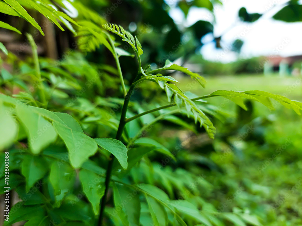 Fresh green plants Koropelik or also known as curry leaves growing in the garden Fresh green plants Koropelik or also known as curry leaves growing in the garden