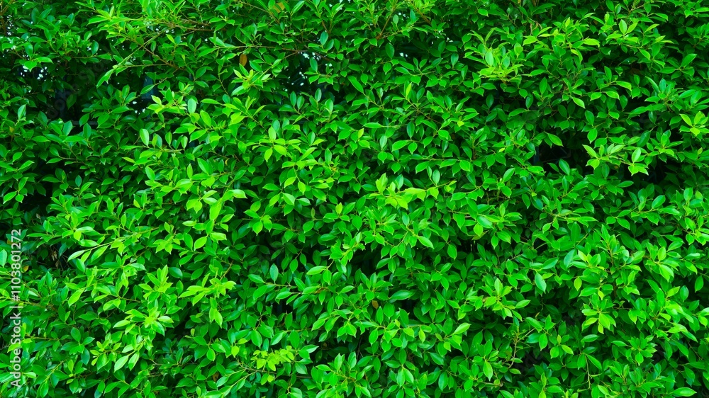 green leaves background green leaves background
