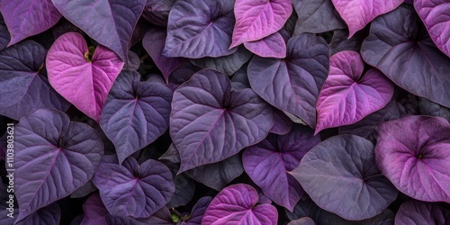 Black and purple outdoor plant leaves feature the Ipomoea batatas, also known as sweet Caroline purple. Young green leaves transition to striking purple or black, enhancing garden aesthetics. photo