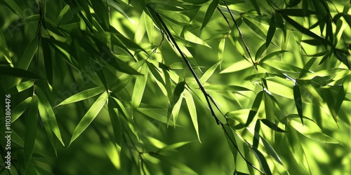 Bamboo leaves create a stunning natural background, showcasing the intricate patterns of bamboo leaves and their delightful shadows, perfect for adding a touch of nature to any project.