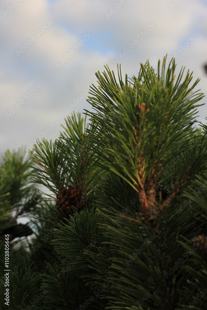 pine branches against sky pine branches against sky