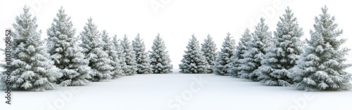 A row of snow-laden pine trees on a pristine white field, symbolizing the serene beauty of winter landscapes.. photo