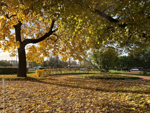 Beautiful tree with yellow leaves in sunny weather, showcasing the vibrant colors of autumn foliage under the sunlight