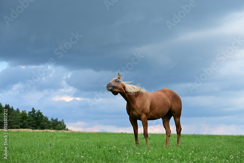 Gewitterpferd. Schönes Pferd frei auf der Wiese vor Gewitterwolken photo