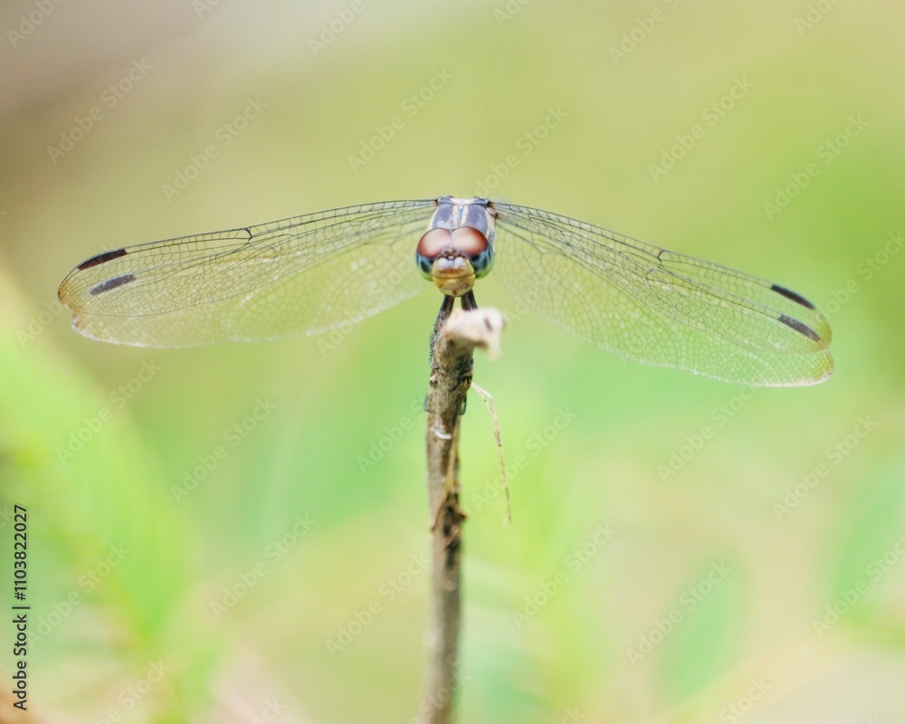 Dragonfly Perch