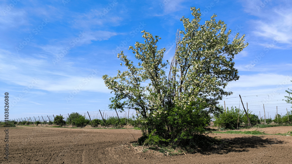 blooming white acacia tree in spring blooming white acacia tree in spring
