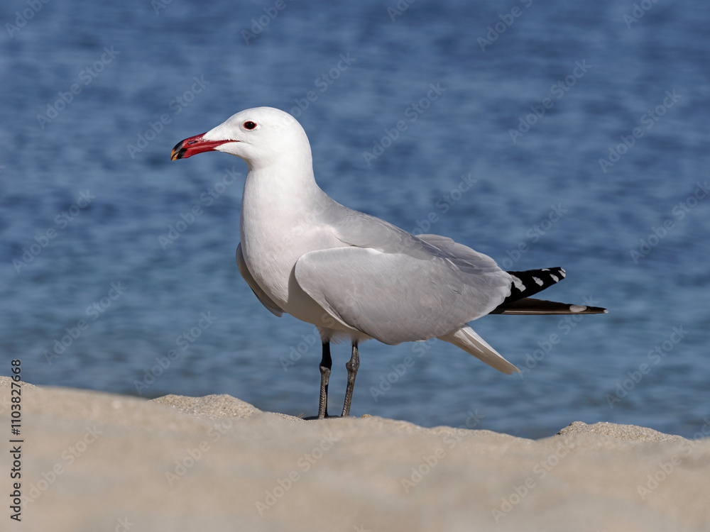 Fototapeta premium Audouin's Gull standing on the foreshore, Mallorca, Spain