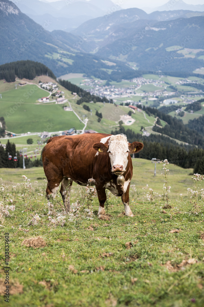 Kuh in Österreichischen Bergen Kuh in Österreichischen Bergen