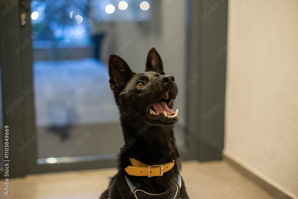 black dog