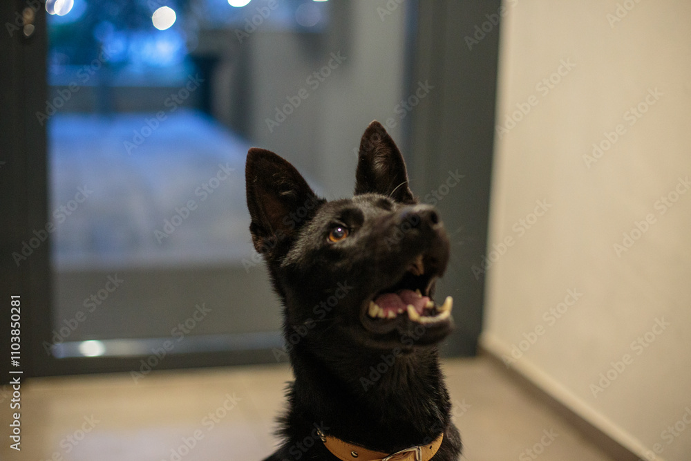 black dog