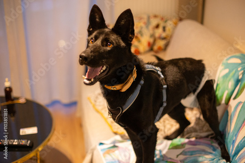 Obraz na płótnie black dog w salonie