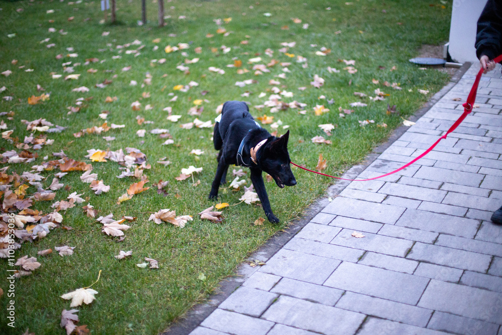 black dog