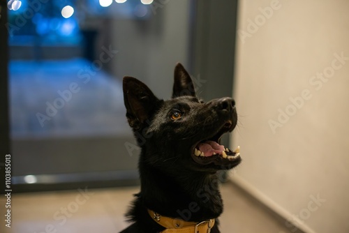 Obraz na płótnie black dog w salonie