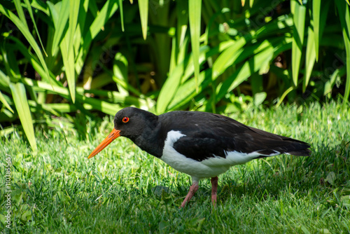 The pied oystercatcher (Haematopus longirostris)