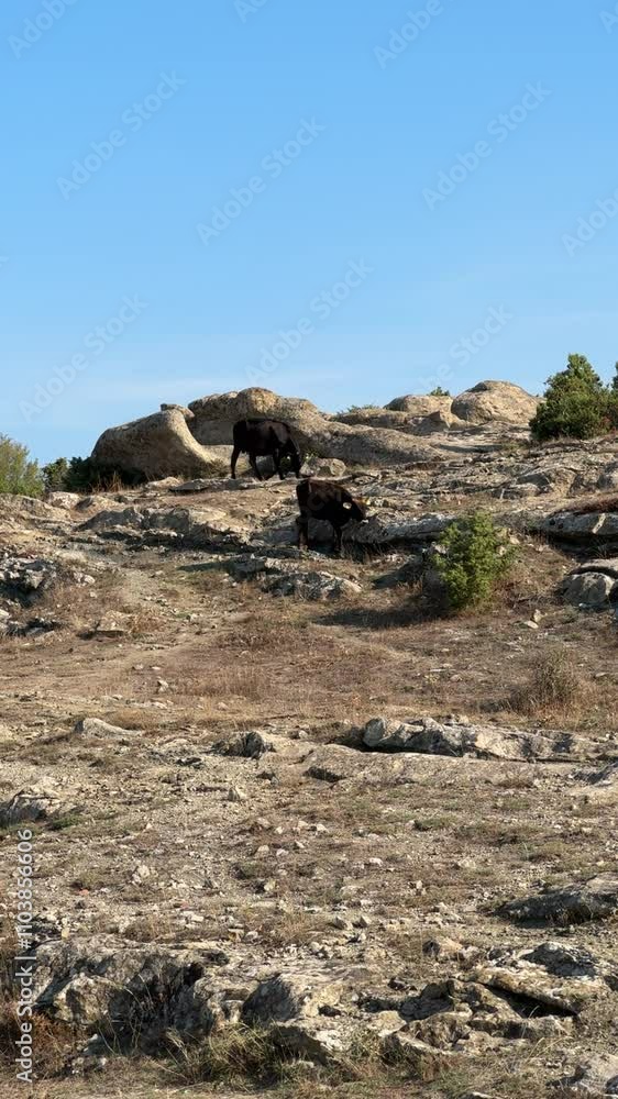 Cows walking on rocky ground landscape with sky and clouds in the background Cows walking on rocky ground landscape with sky and clouds in the background