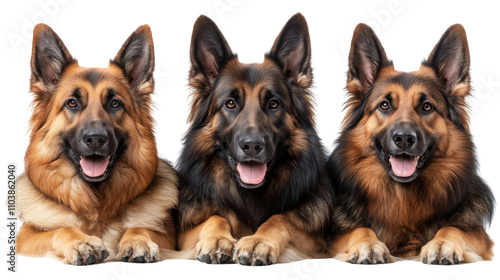 german shepherd dog isolated on white background