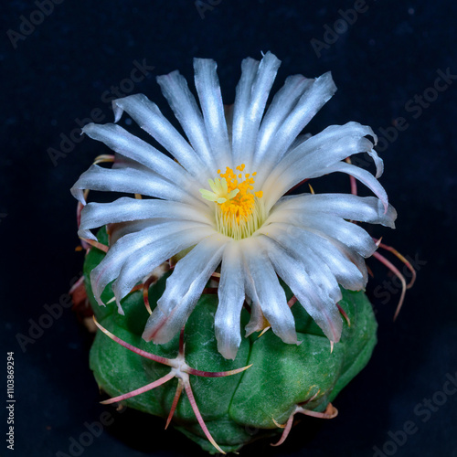 Thelocactus lloydii - blooming cactus with a white flower in the botanical collection, Ukraine photo