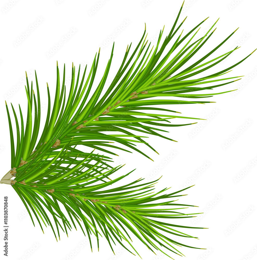 spruce branch and pinecone .Vector. Eps 10. Christmas Green tree branches for your decor, banner, cards spruce branch and pinecone .Vector. Eps 10. Christmas Green tree branches for your decor, banner, cards