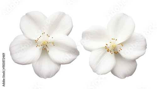 Fototapeta Naklejka Na Ścianę i Meble -  two white flower isolated on transparent background cutout