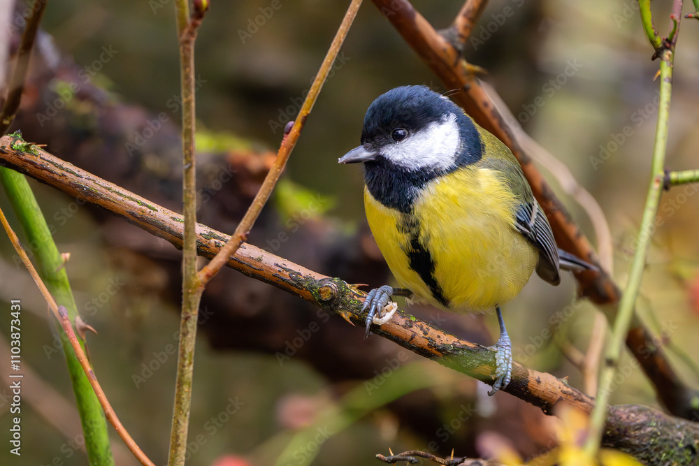 Obraz premium Kohlmeise im Herbst auf einem Ast / Vogel