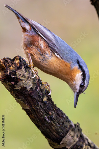 KLeiber im Herbst auf einem Ast / Vogel