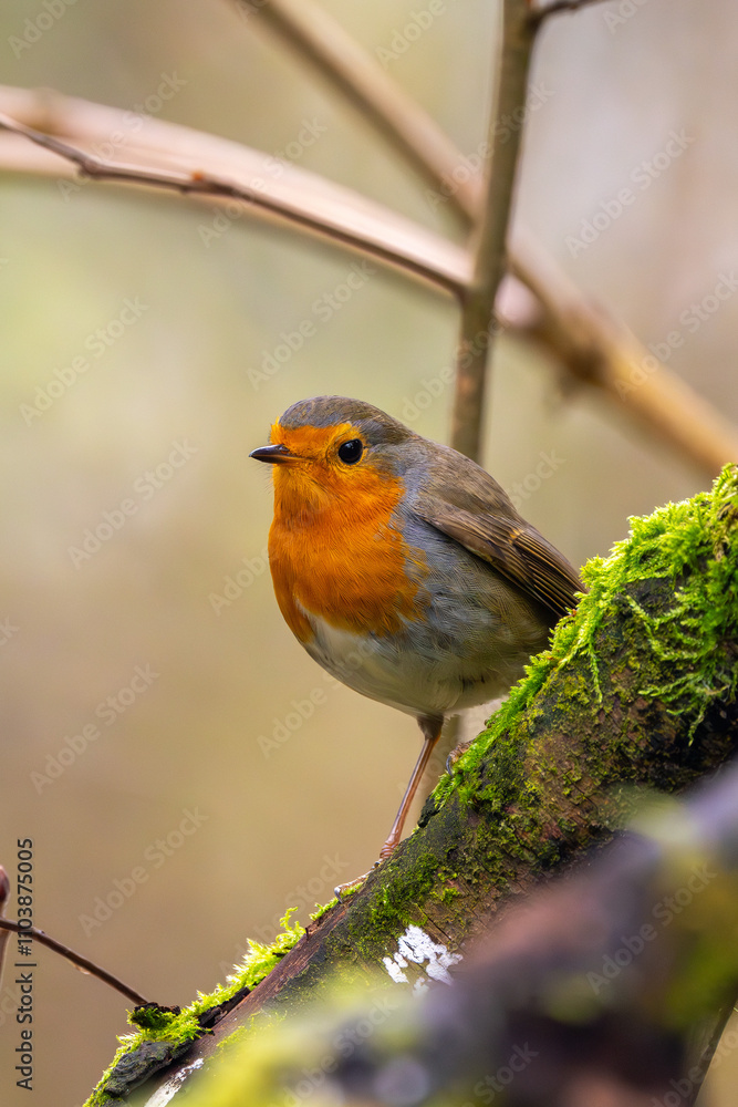 Rotkelchen im Herbst auf einem Ast / Vogel
Rotkelchen im Herbst auf einem Ast / Vogel