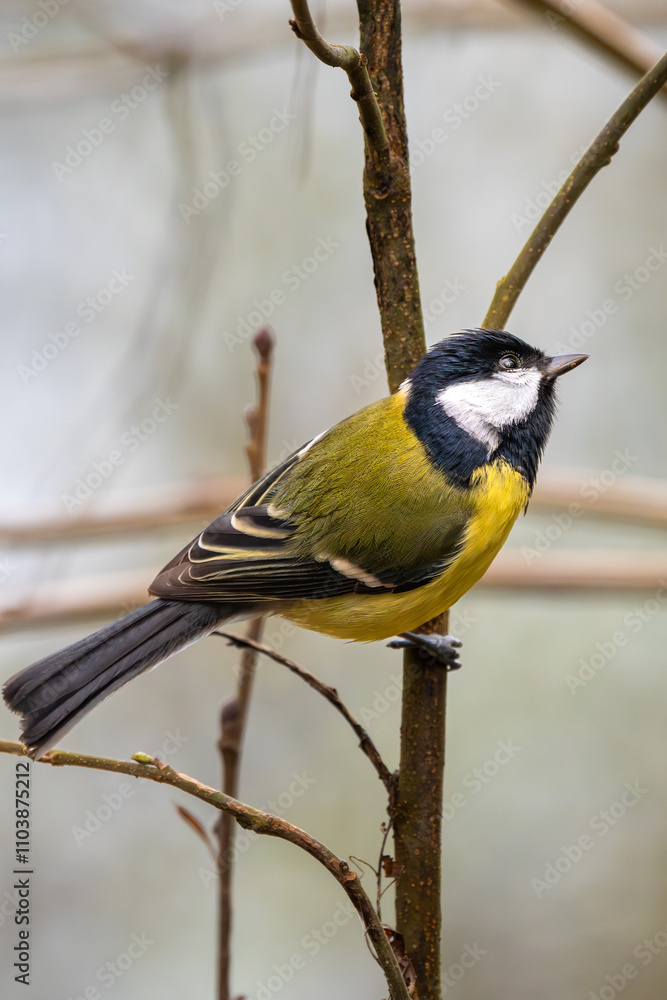 Fototapeta premium Kohlmeise im Herbst auf einem Ast / Vogel