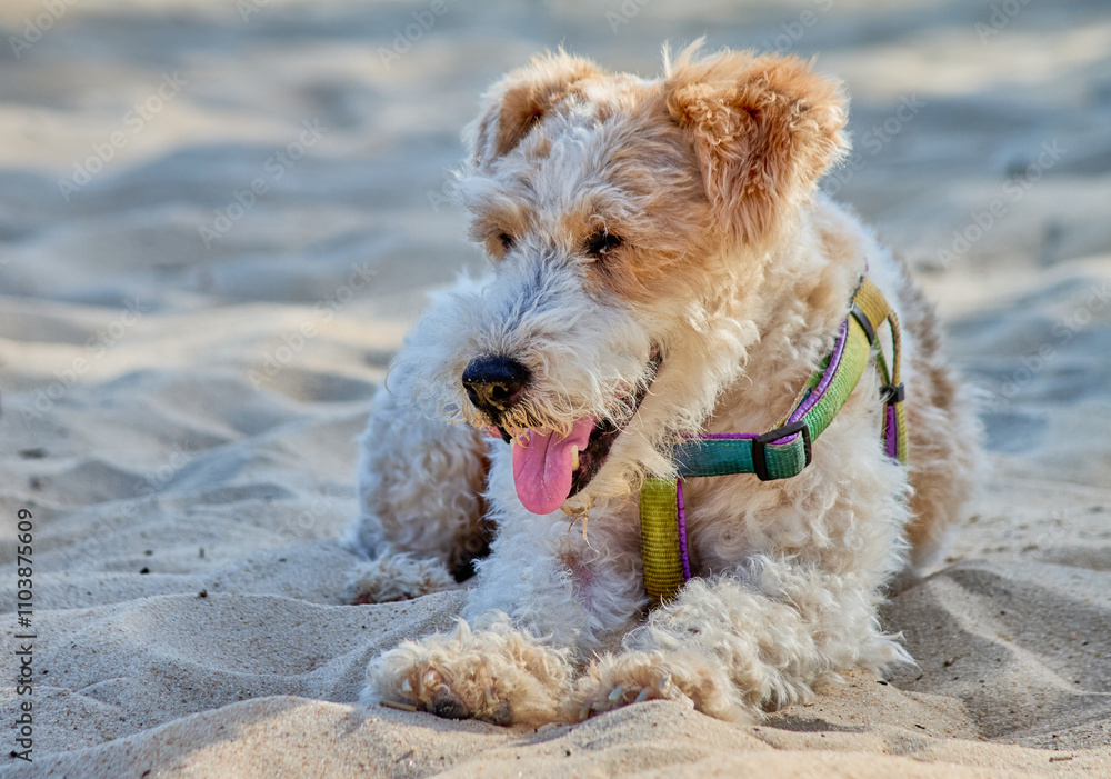 fox terrier wire dog on the sand of a beach. The dog has a curly white coat with brown spots, and is wearing a green, yellow and purple harness. fox terrier wire dog on the sand of a beach. The dog has a curly white coat with brown spots, and is wearing a green, yellow and purple harness.
