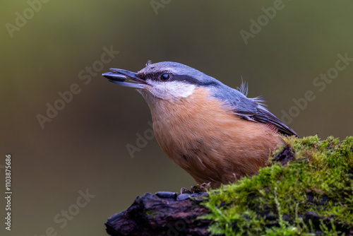 KLeiber im Herbst auf einem Ast / Vogel