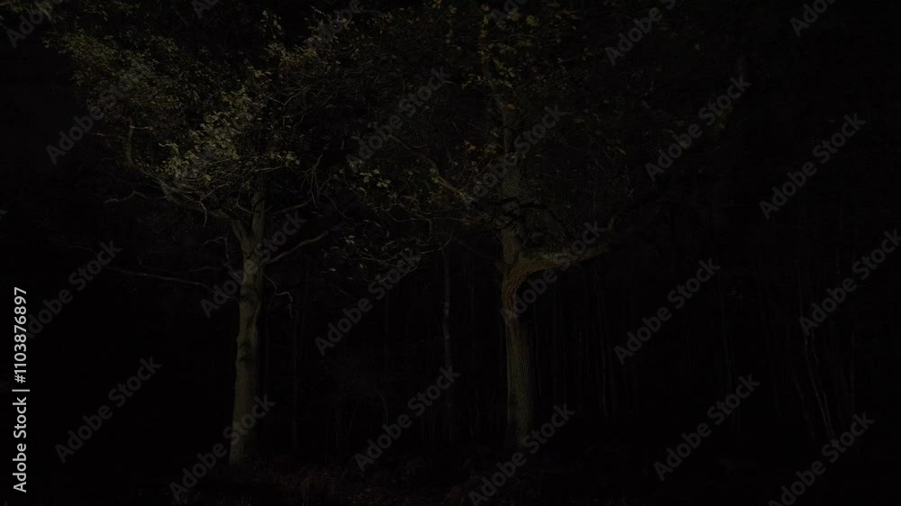 Dark Eerie Forest Scene with Two Faintly Illuminated Trees at Night Dark Eerie Forest Scene with Two Faintly Illuminated Trees at Night