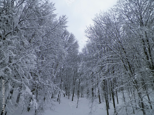 Snowy forest in Wiezyca Region. Kashubia Northern Poland.