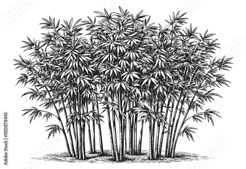 bamboo sketch hand dawn drawing vector illustration