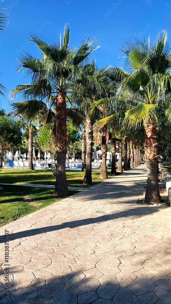 Fototapeta premium plaza, drzew, charakter, tropikalna, niebo, drzew, lato, morski, krajobraz, kurort, podróż, palma, park, jardin, urlop, palma, gród, kokos, wybrzeze, gras