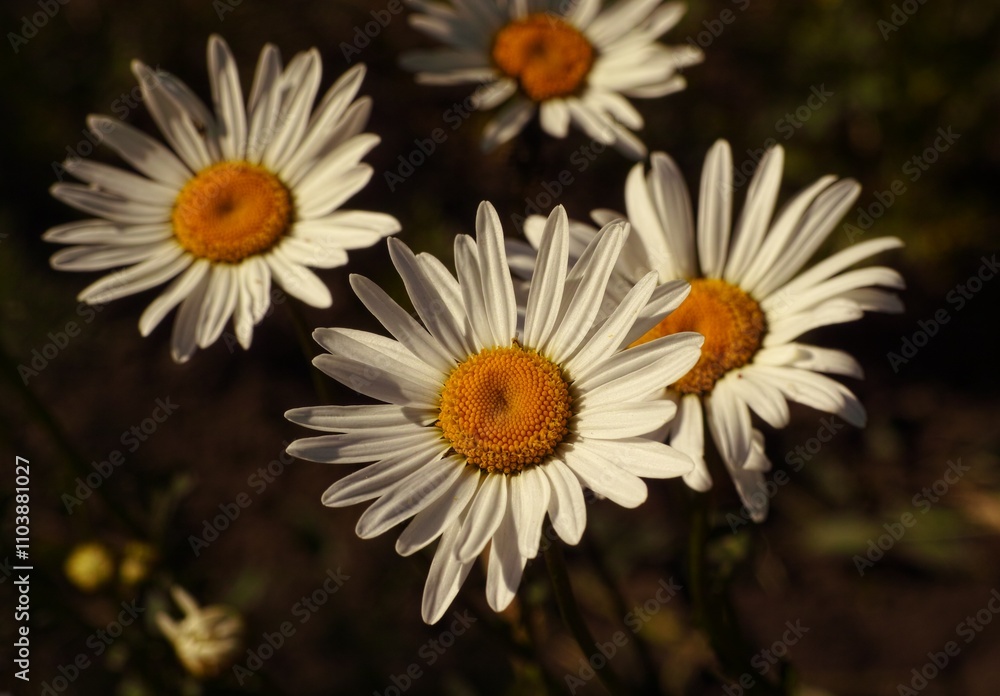 Obraz premium White chamomiles flowering in the garden. Close-up