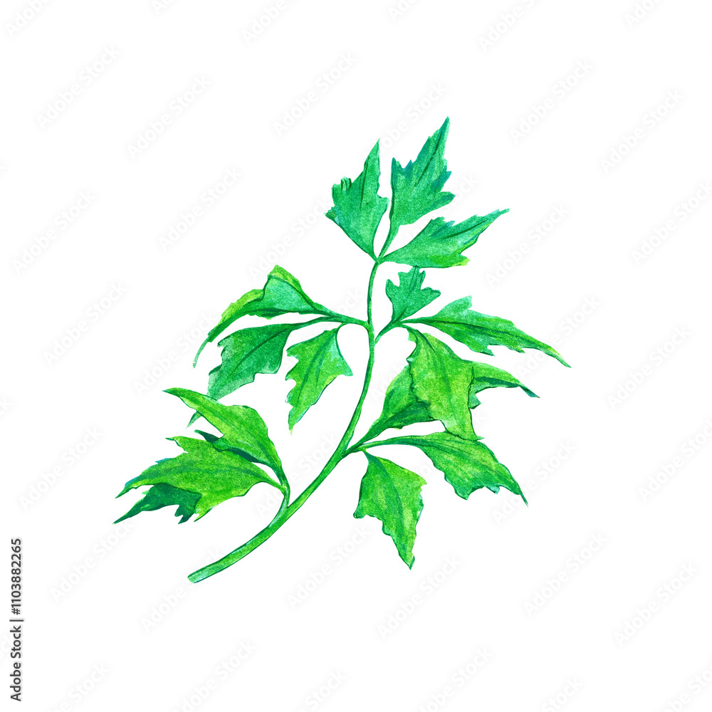 Concept illustration of celery hand draw water colour style , fit for your element project.